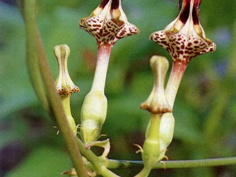 Ceropegia Ballyana - Photo: Jan Rimmek | Ceropegia | Apocynaceae