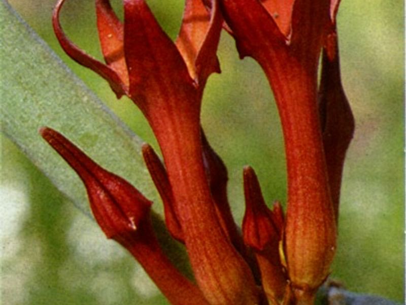 Ceropegia Ballyana - Photo: Jan Rimmek | Ceropegia | Apocynaceae