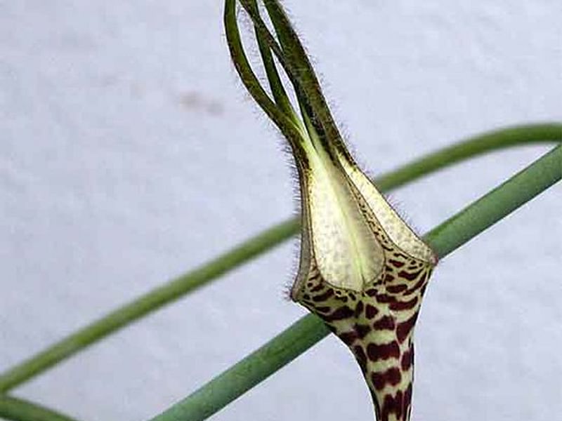 Ceropegia Ballyana - Photo: Jan Rimmek | Ceropegia | Apocynaceae
