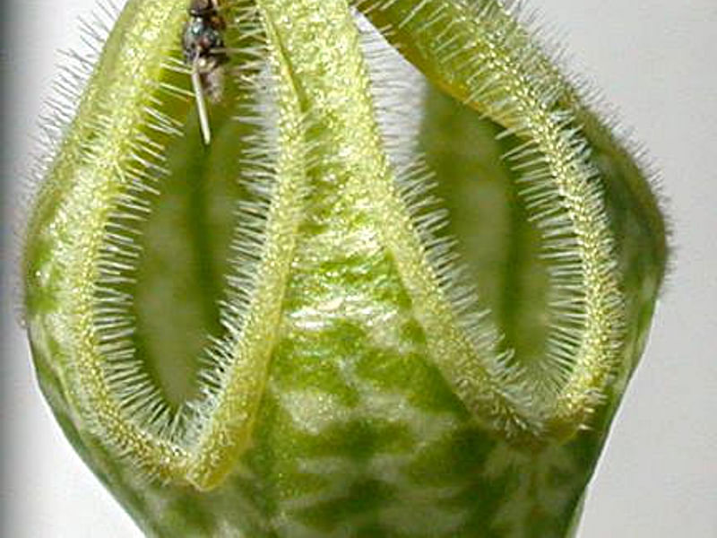 Ceropegia Ballyana - Photo: Jan Rimmek | Ceropegia | Apocynaceae