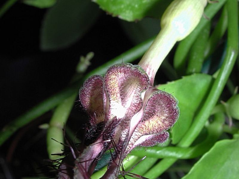 Ceropegia Ballyana - Photo: Jan Rimmek | Ceropegia | Apocynaceae