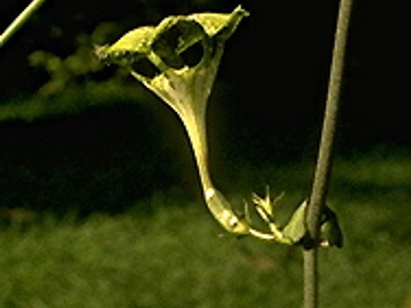 Ceropegia Denticulata - Photo: Renée Gaillard | Ceropegia | Apocynaceae
