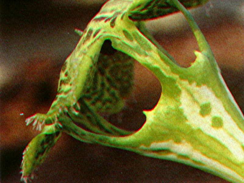 Ceropegia Denticulata - Photo: Renée Gaillard | Ceropegia | Apocynaceae