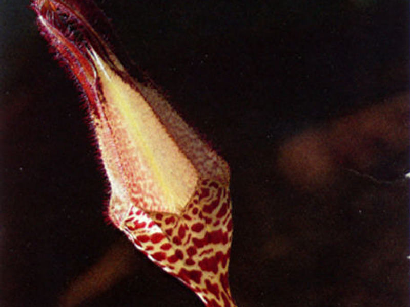 Ceropegia Denticulata - Photo: Renée Gaillard | Ceropegia | Apocynaceae