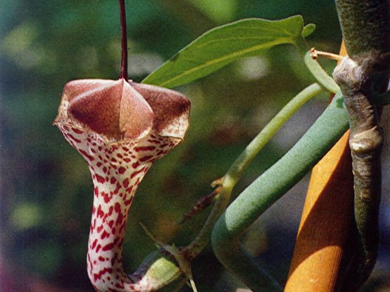 Ceropegia Distincta Ssp. Haygarthii - Photo: Jan Rimmek | Ceropegia | Apocynaceae