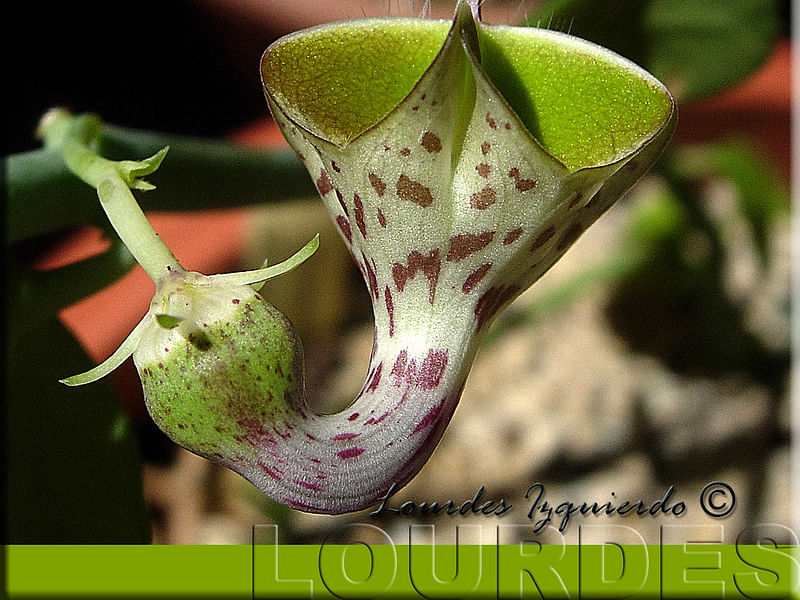 Ceropegia Distincta Ssp. Haygarthii - Photo: Jan Rimmek | Ceropegia | Apocynaceae