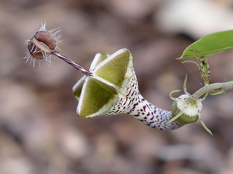 Ceropegia Distincta Ssp. Haygarthii - Photo: Jan Rimmek | Ceropegia | Apocynaceae