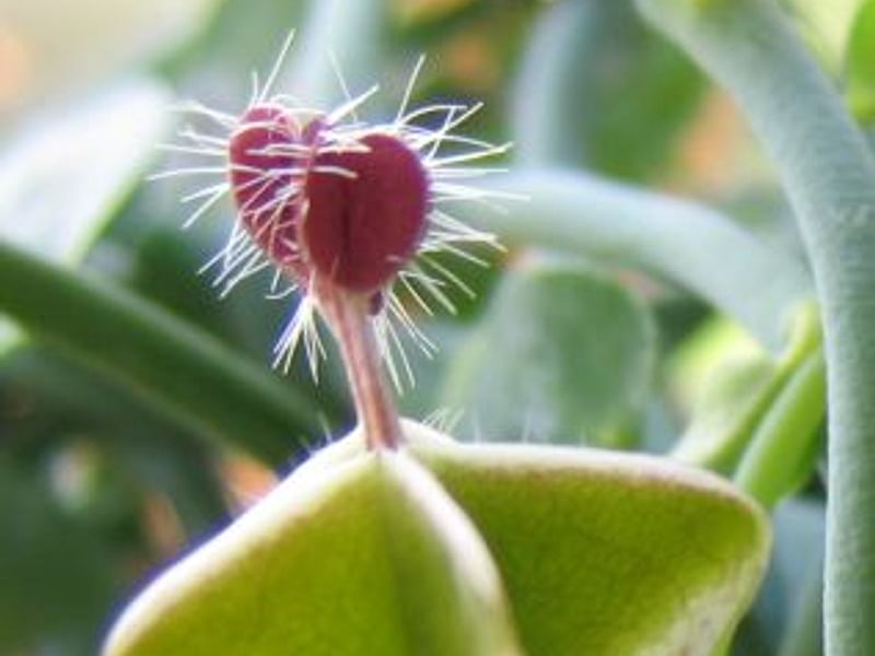Ceropegia Distincta Ssp. Haygarthii - Photo: Jan Rimmek | Ceropegia | Apocynaceae