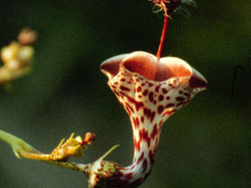 Ceropegia Distincta Ssp. Haygarthii - Photo: Jan Rimmek | Ceropegia | Apocynaceae
