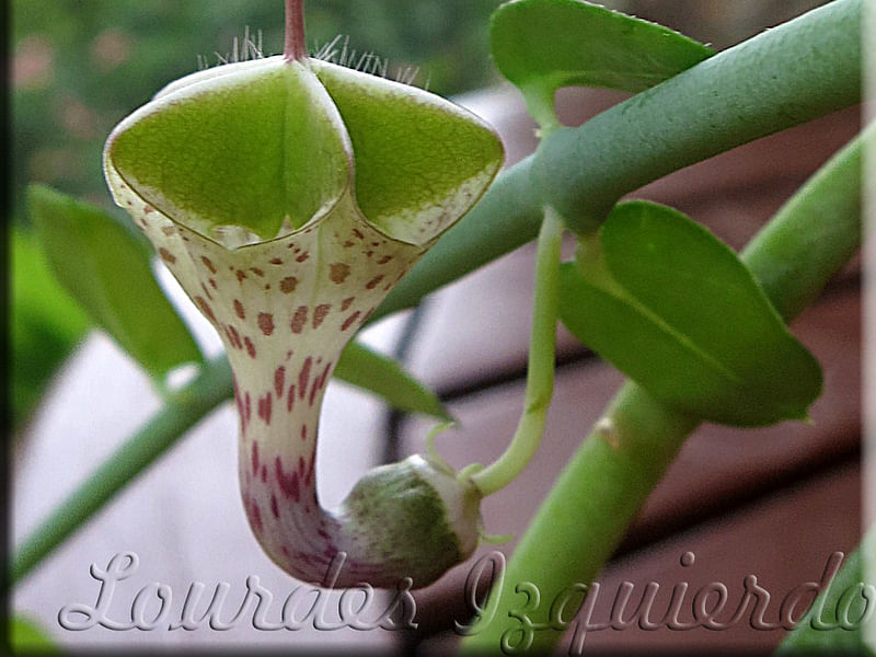 Ceropegia Distincta Ssp. Haygarthii - Photo: Jan Rimmek | Ceropegia | Apocynaceae