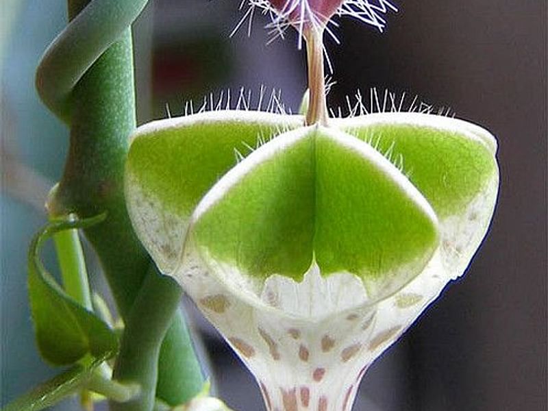 Ceropegia Distincta Ssp. Haygarthii - Photo: Jan Rimmek | Ceropegia | Apocynaceae