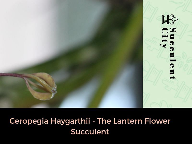 Ceropegia Distincta Ssp. Haygarthii - Photo: Jan Rimmek | Ceropegia | Apocynaceae