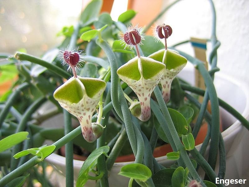 Ceropegia Distincta Ssp. Haygarthii - Photo: Jan Rimmek | Ceropegia | Apocynaceae