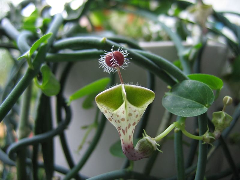 Ceropegia Distincta Ssp. Haygarthii - Photo: Jan Rimmek | Ceropegia | Apocynaceae