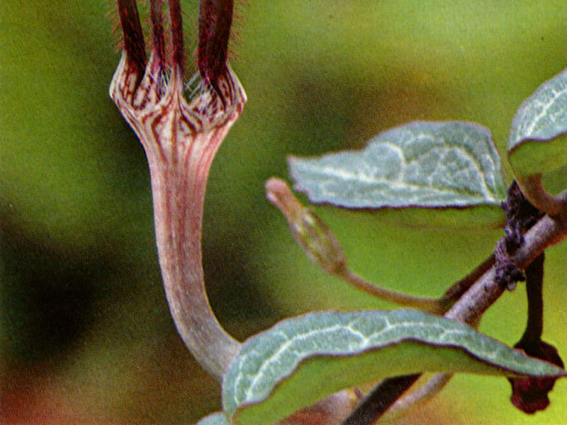 Ceropegia Woodii - Photo: Jan Rimmek | Ceropegia | Apocynaceae