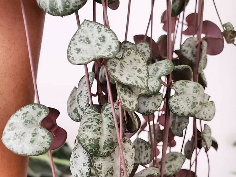 Ceropegia Woodii - Photo: Jan Rimmek | Ceropegia | Apocynaceae