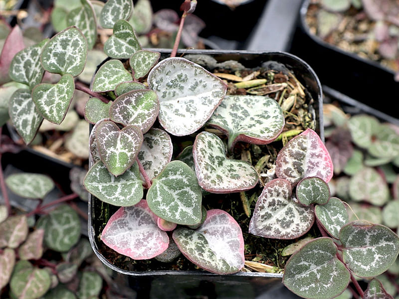 Ceropegia Woodii - Photo: Jan Rimmek | Ceropegia | Apocynaceae