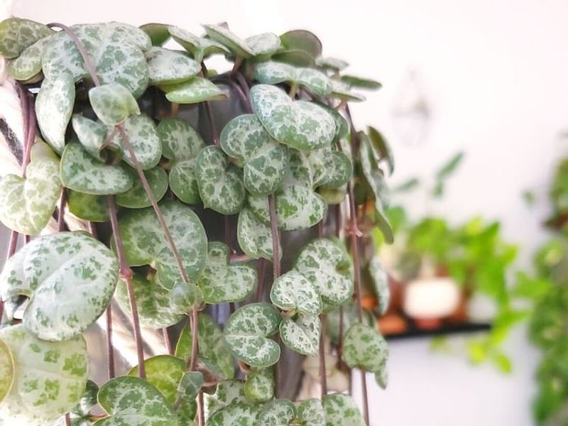 Ceropegia Woodii - Photo: Jan Rimmek | Ceropegia | Apocynaceae