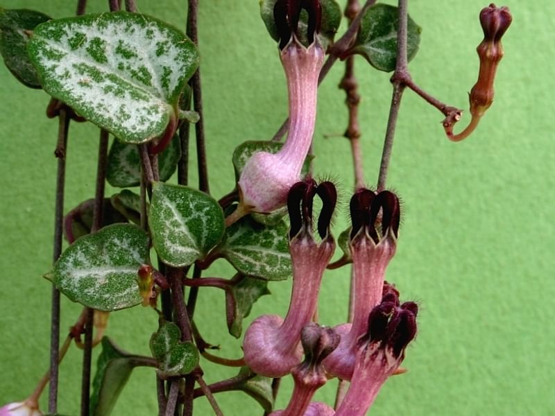 Ceropegia Woodii - Photo: Jan Rimmek | Ceropegia | Apocynaceae