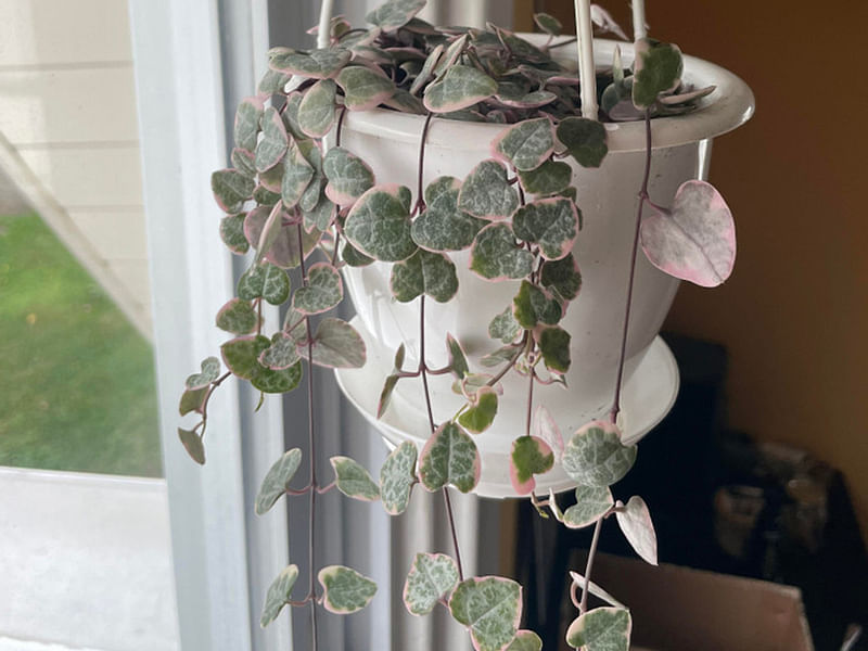 Ceropegia Woodii - Photo: Jan Rimmek | Ceropegia | Apocynaceae