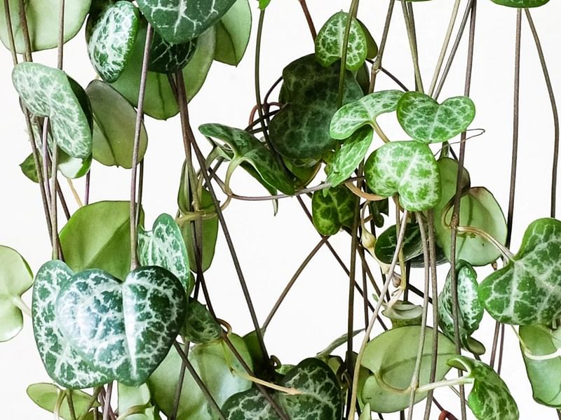 Ceropegia Woodii - Photo: Jan Rimmek | Ceropegia | Apocynaceae