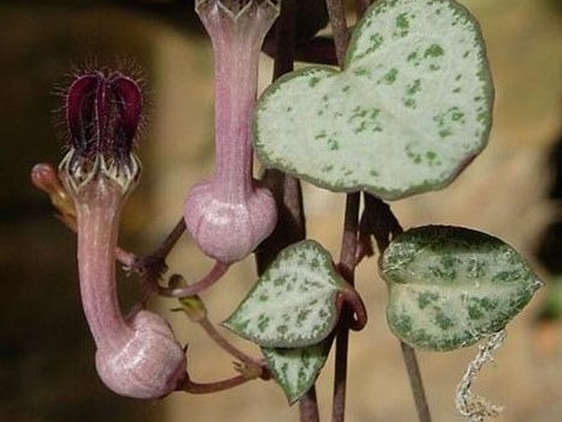 Ceropegia Woodii - Photo: Jan Rimmek | Ceropegia | Apocynaceae