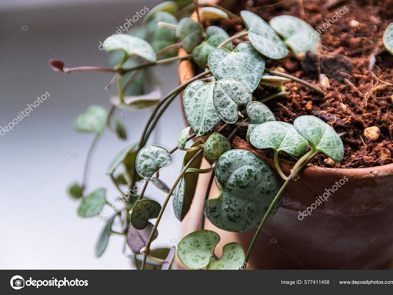 Ceropegia Woodii - Photo: Jan Rimmek | Ceropegia | Apocynaceae
