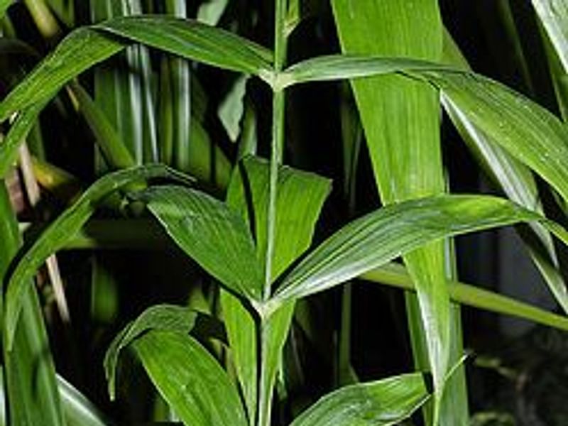 Chamaedorea Elatior | Chamaedorea | Arecaceae