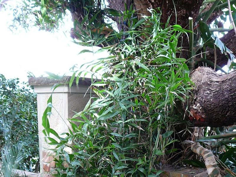 Chamaedorea Elatior | Chamaedorea | Arecaceae
