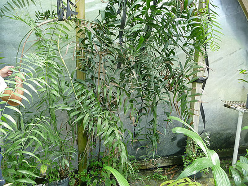 Chamaedorea Elatior | Chamaedorea | Arecaceae