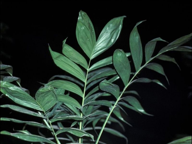 Chamaedorea Elatior | Chamaedorea | Arecaceae