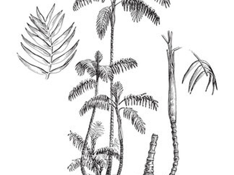 Chamaedorea Elatior | Chamaedorea | Arecaceae