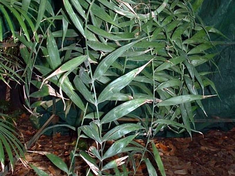 Chamaedorea Elatior | Chamaedorea | Arecaceae