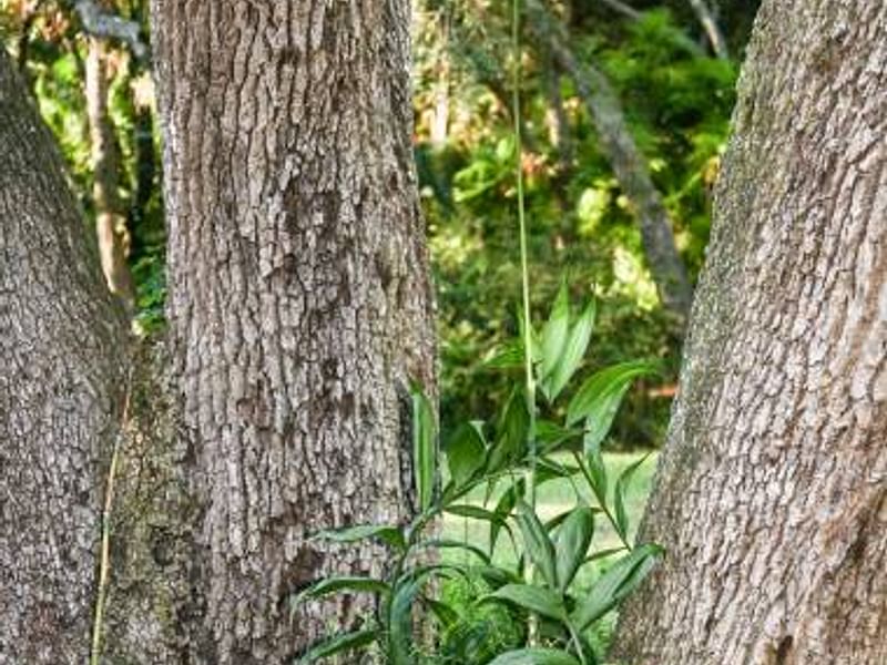 Chamaedorea Elatior | Chamaedorea | Arecaceae