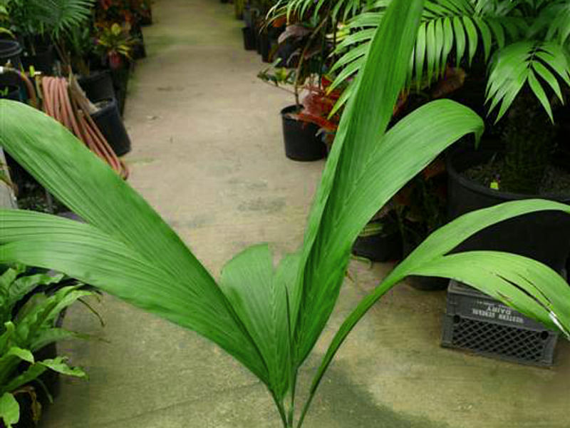 Chamaedorea Elatior | Chamaedorea | Arecaceae