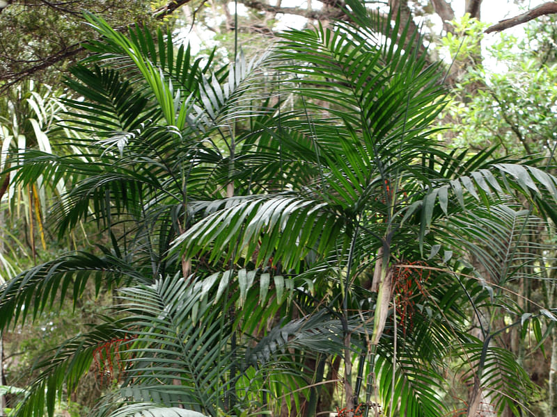 Chamaedorea Elatior | Chamaedorea | Arecaceae