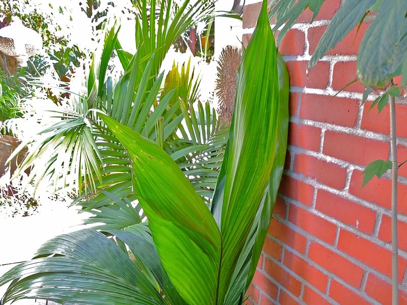 Chamaedorea Elatior | Chamaedorea | Arecaceae