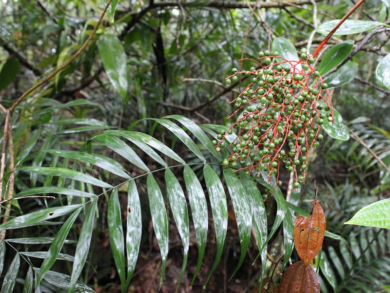 Chamaedorea Elatior | Chamaedorea | Arecaceae