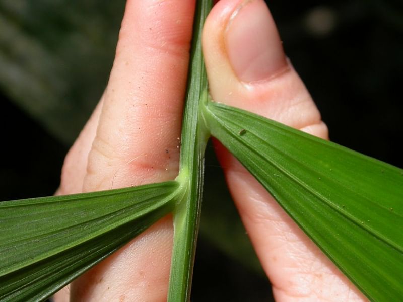 Chamaedorea Elatior | Chamaedorea | Arecaceae