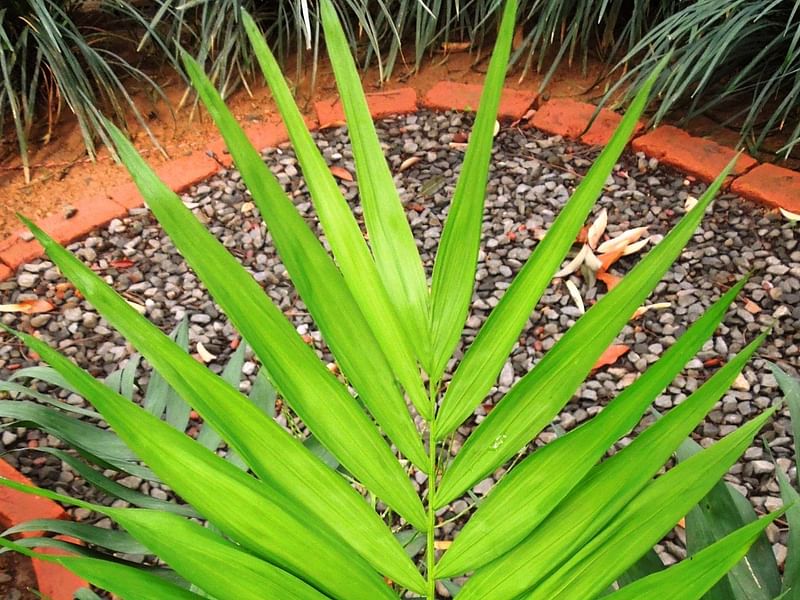 Chamaedorea Seifrizii | Chamaedorea | Arecaceae