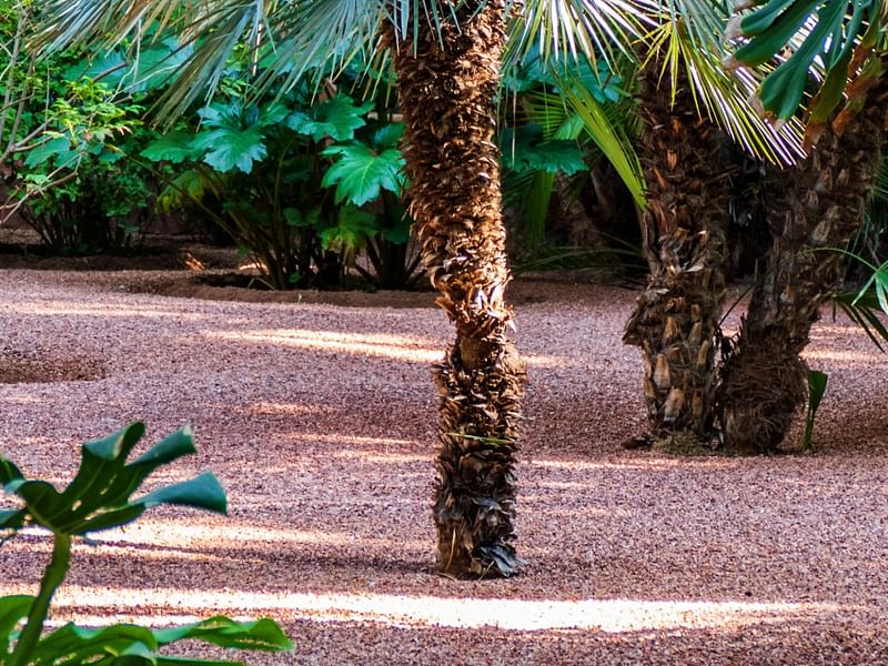 Chamaerops Humilis | Chamaerops | Arecaceae