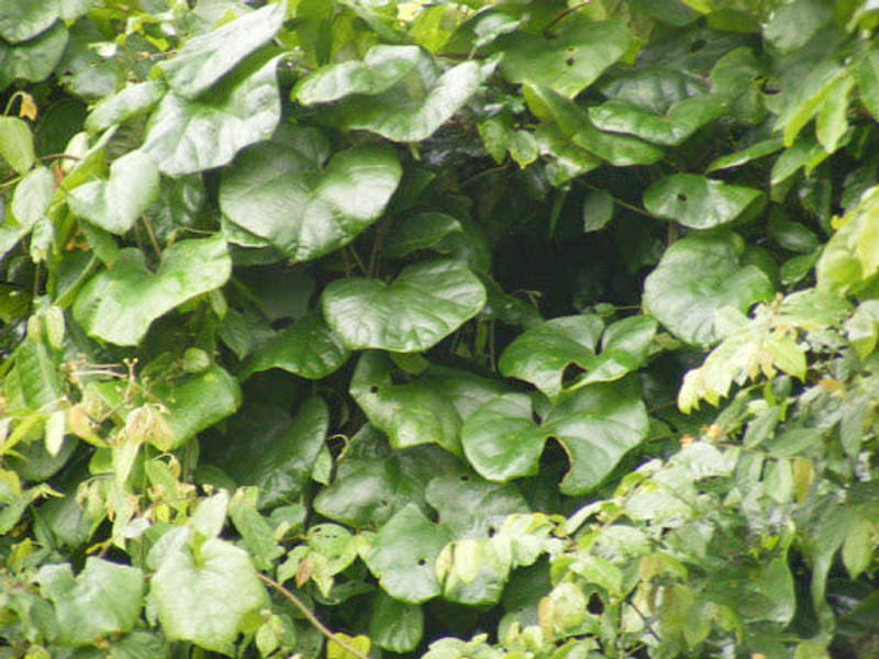 Chasmanthera | Lamiaceae