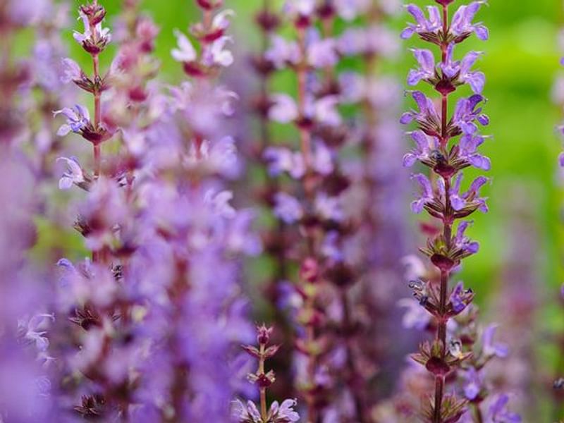 Chasmanthera | Lamiaceae
