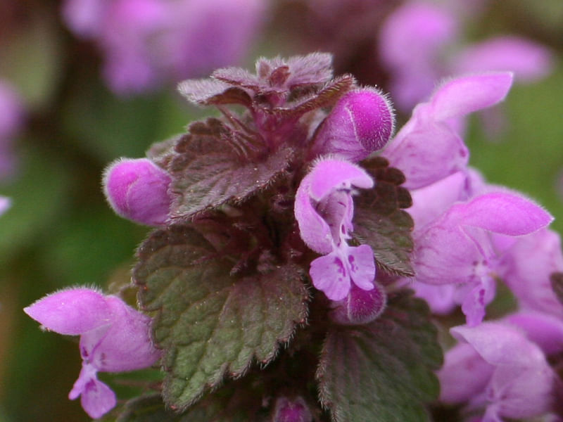 Chasmanthera | Lamiaceae