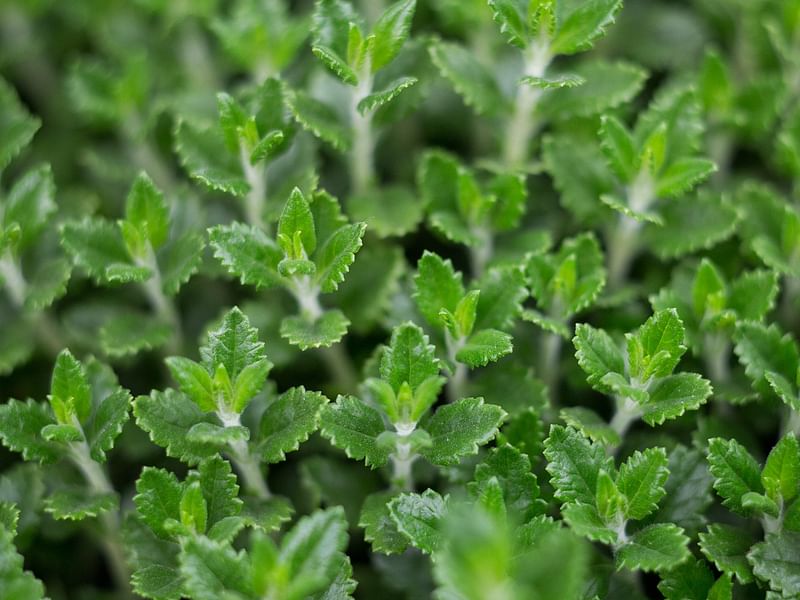 Chasmanthera | Lamiaceae