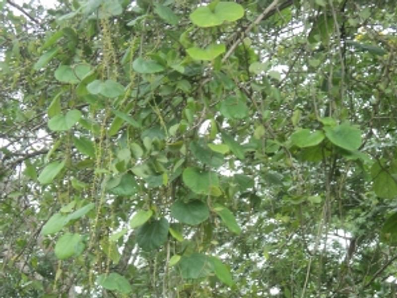 Chasmanthera | Lamiaceae