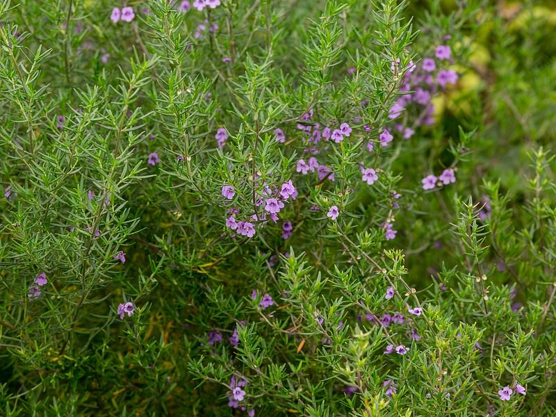 Chasmanthera | Lamiaceae