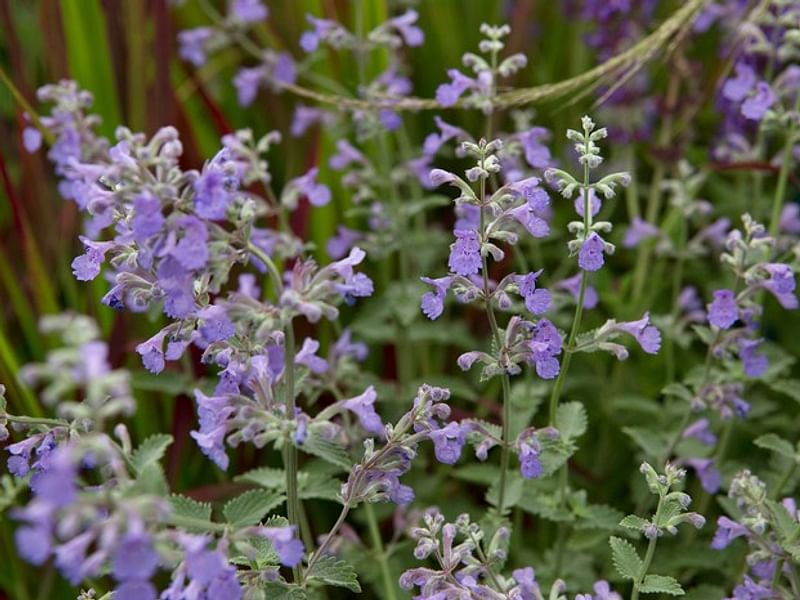 Chasmanthera | Lamiaceae
