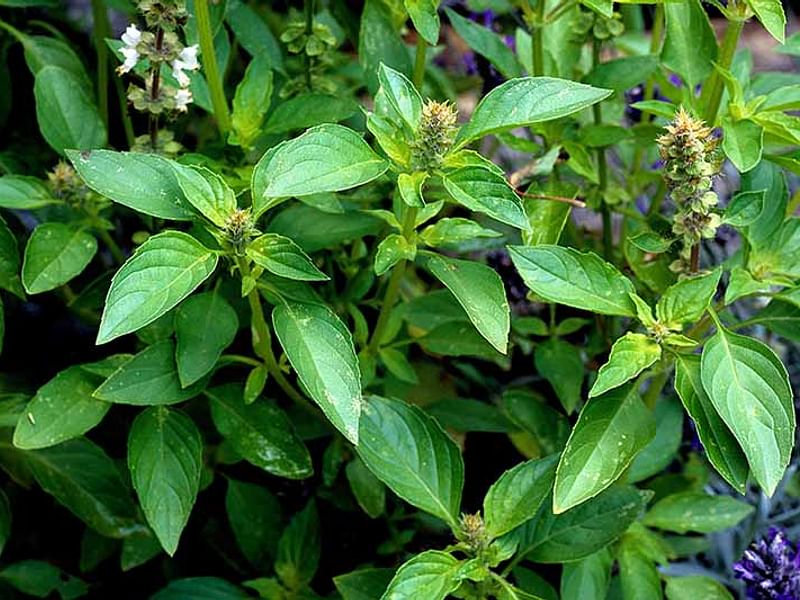 Chasmanthera | Lamiaceae