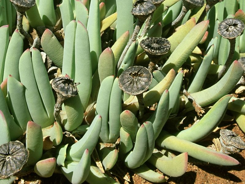 Cheiridopsis Denticulata | Cheiridopsis | Aizoaceae